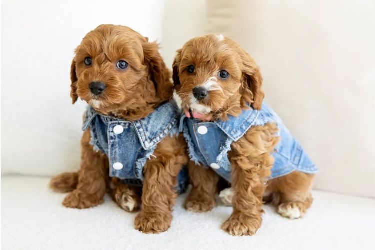 Dreamy Cavoodles Sydney™