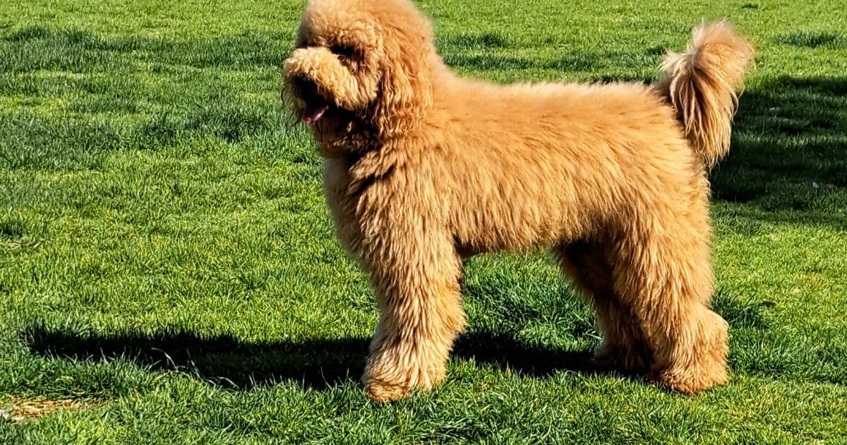 Fleurieu oodles and groodles, responsible breeder in South Australia RightPaw