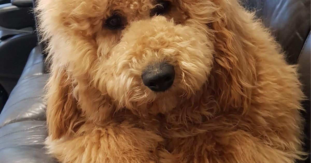 Fleurieu oodles and groodles, responsible breeder in South Australia RightPaw