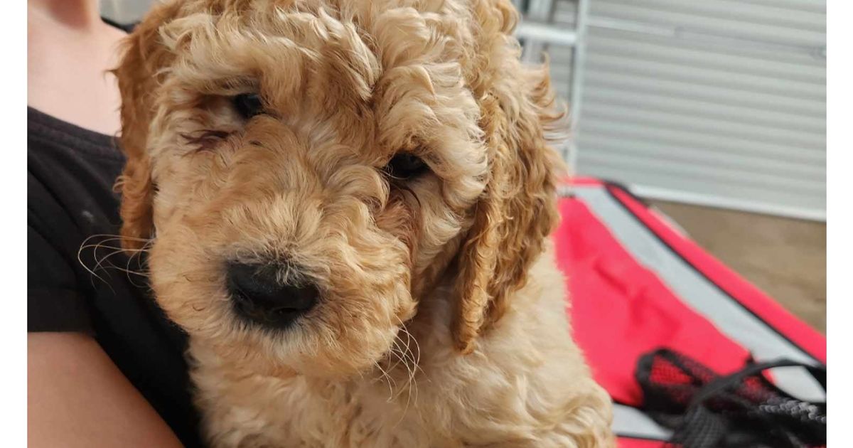 Fleurieu oodles and groodles, responsible breeder in South Australia RightPaw