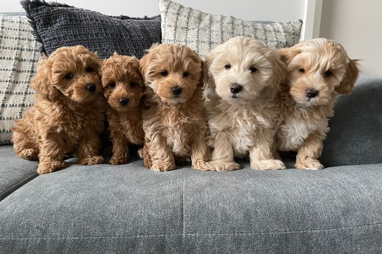 Tully & Co Moodles