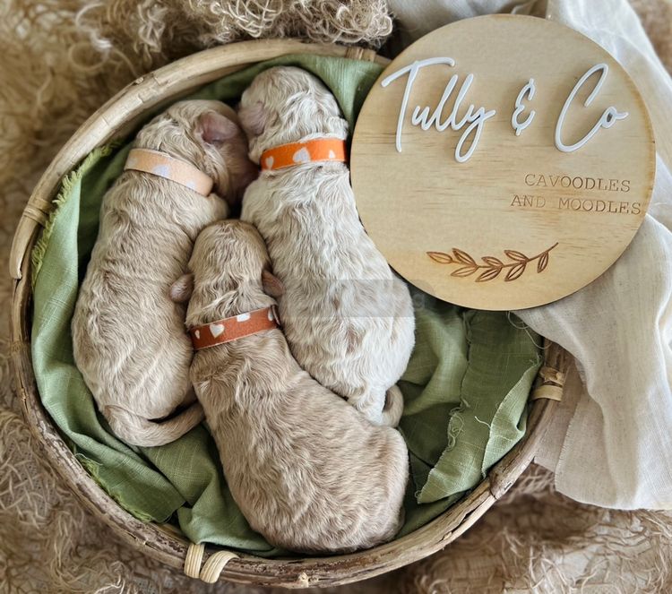 Tully & Co Moodles