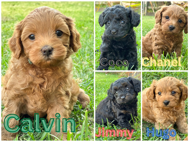 Sarai's Cavoodles