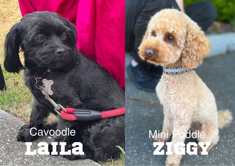 Sarai's Cavoodles