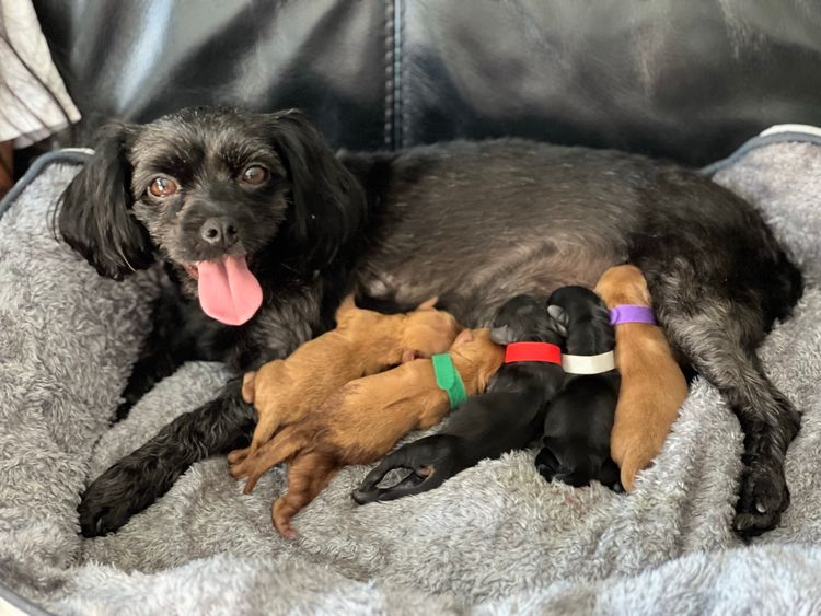 Sarai's Cavoodles