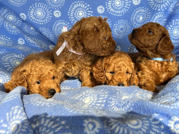 Kelly's Cavoodles