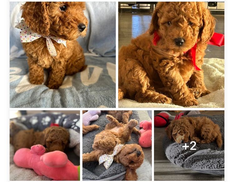 Kelly's Cavoodles