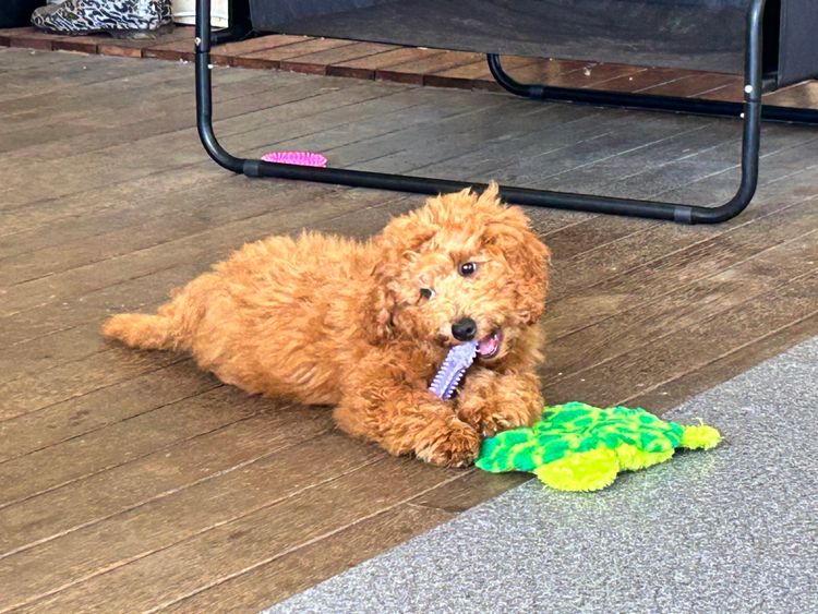 Kelly's Cavoodles
