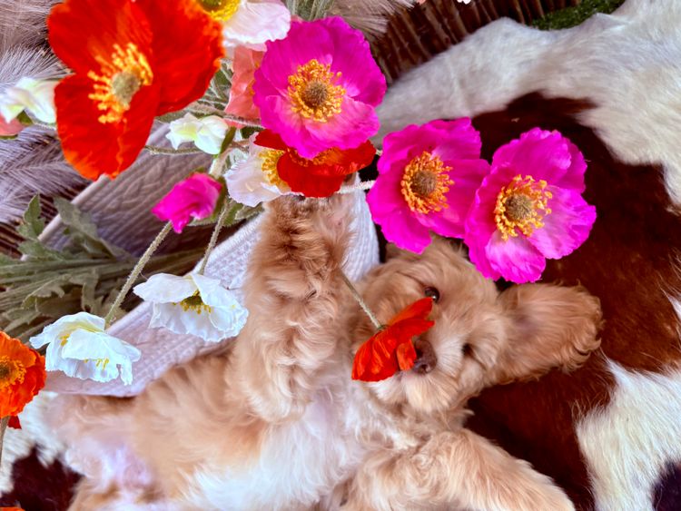 A Doodle Affair Labradoodles