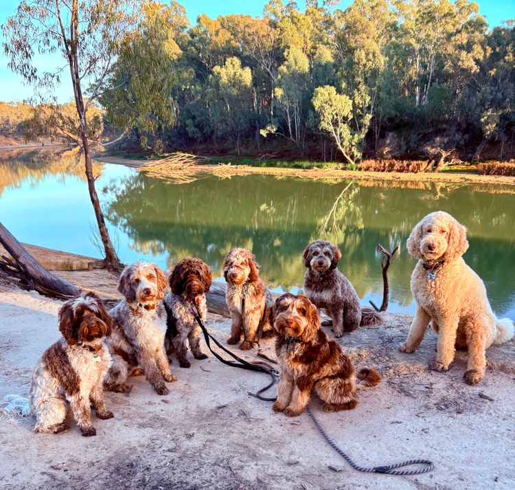 A Doodle Affair Labradoodles