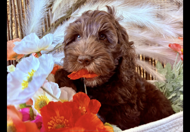 A Doodle Affair Labradoodles
