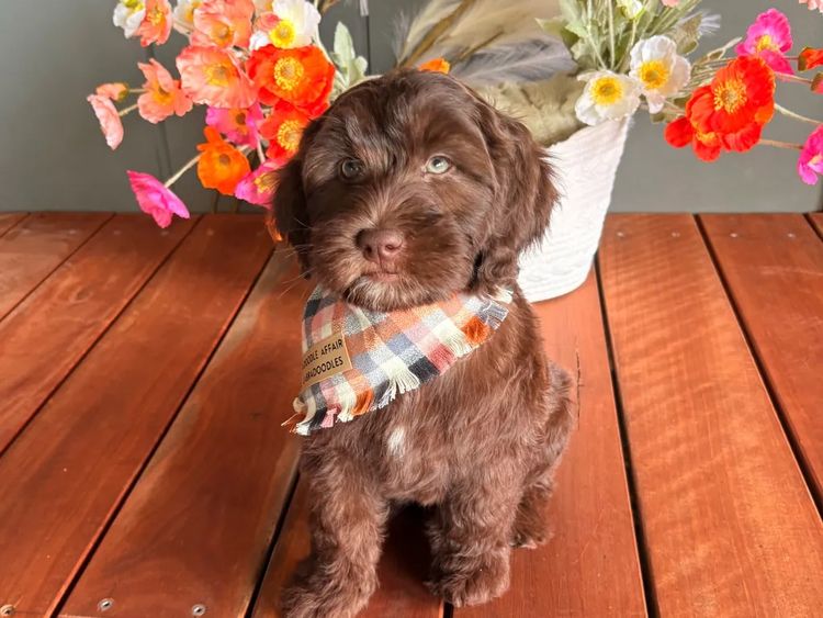 A Doodle Affair Labradoodles