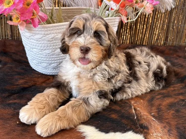 A Doodle Affair Labradoodles