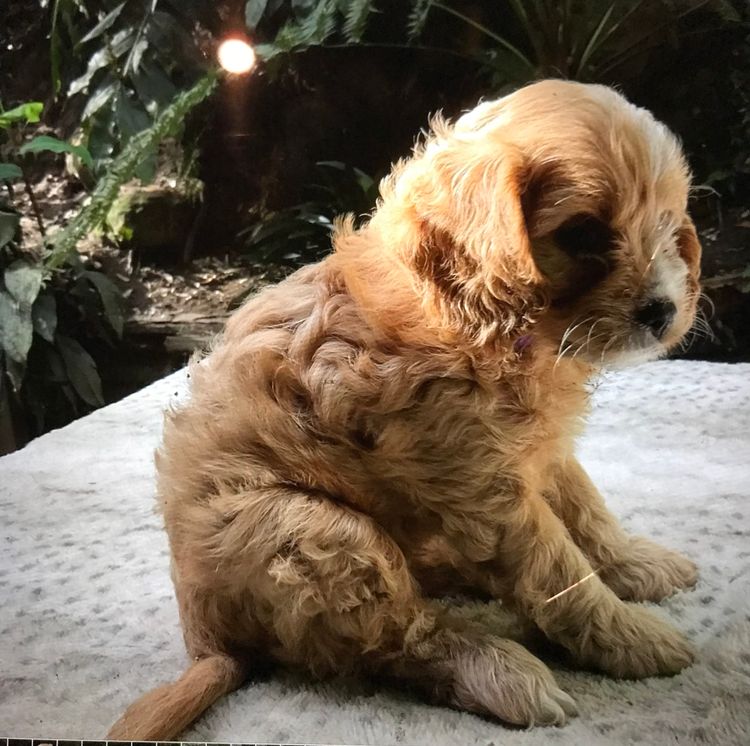 Alba Oodles - Cavoodles