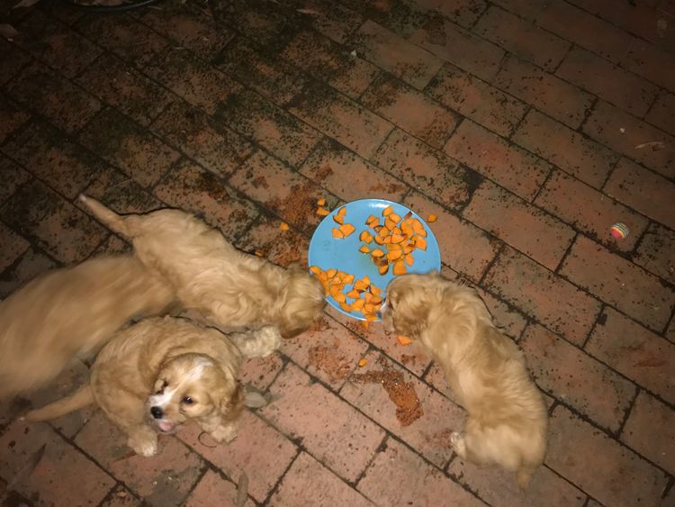 Alba Oodles - Cavoodles