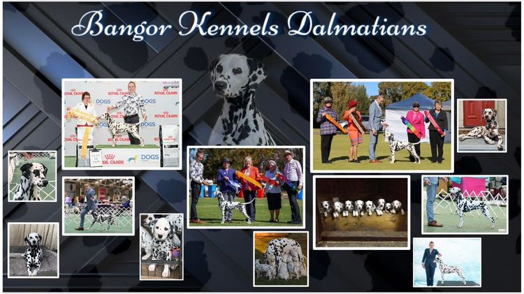 Bangor Dalmatians