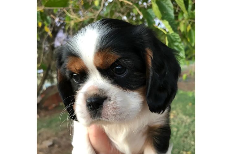 Nabucco Cavalier King Charles Spaniels