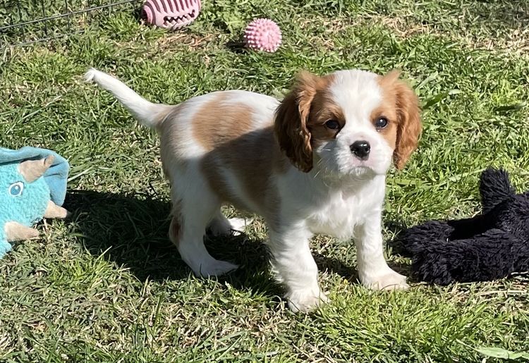 Nabucco Cavalier King Charles Spaniels