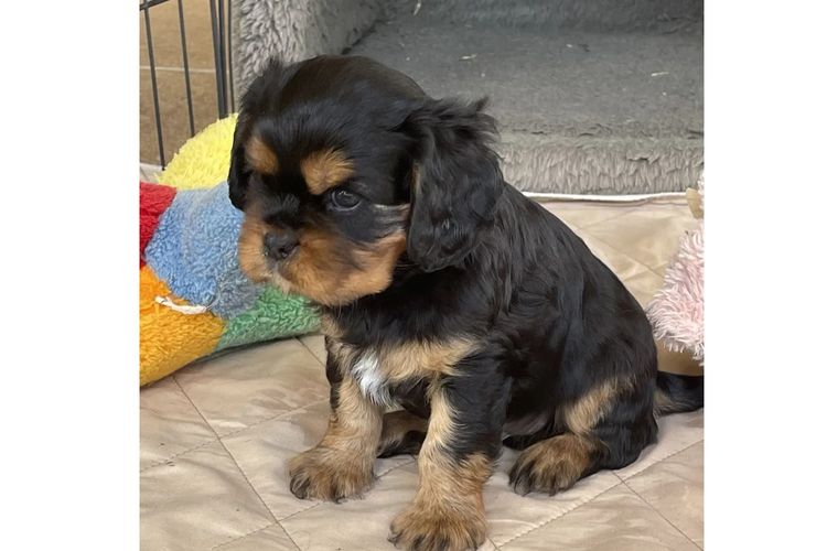 Nabucco Cavalier King Charles Spaniels