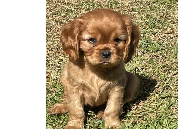 Nabucco Cavalier King Charles Spaniels
