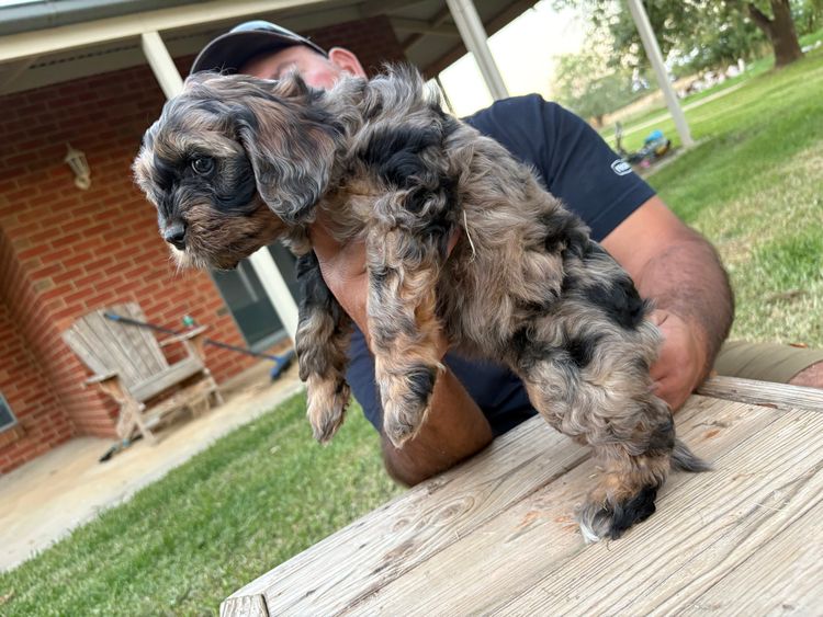 Freezepoint Kennels - F1 Cavoodles