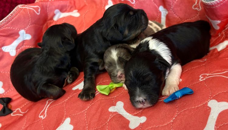 Freezepoint Kennels - F1 Cavoodles