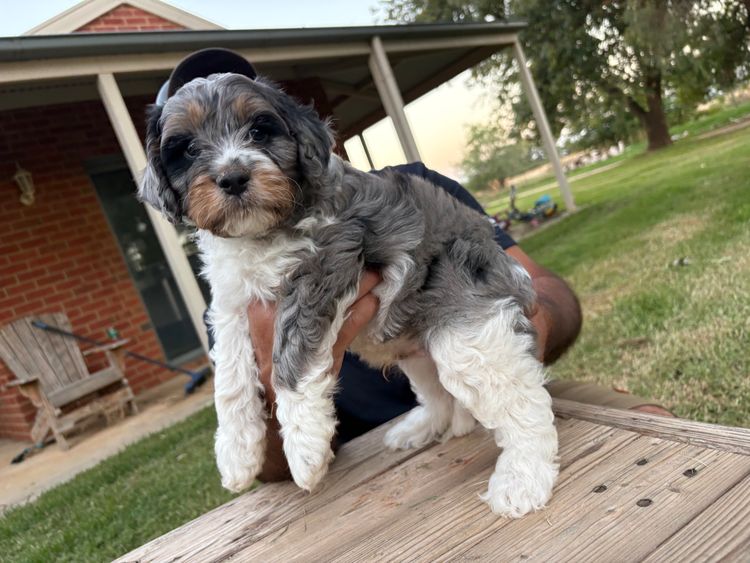 Freezepoint Kennels - F1 Cavoodles