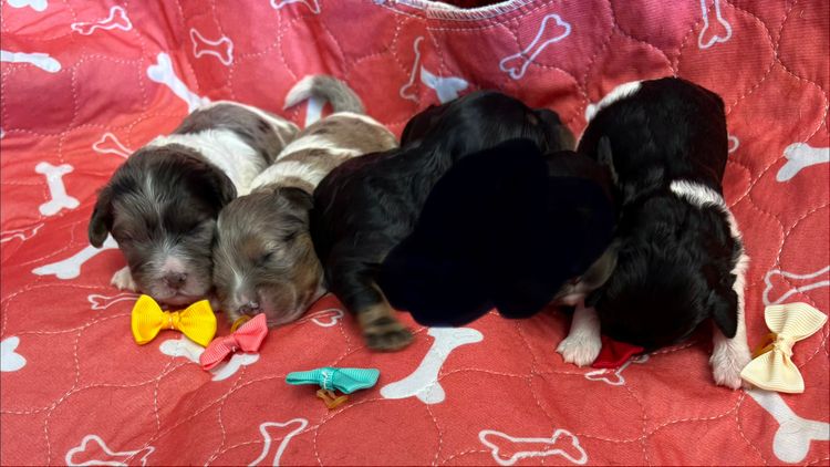 Freezepoint Kennels - F1 Cavoodles