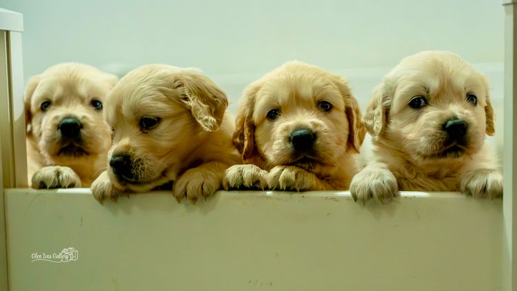 Remah Golden Retrievers (ANKC)