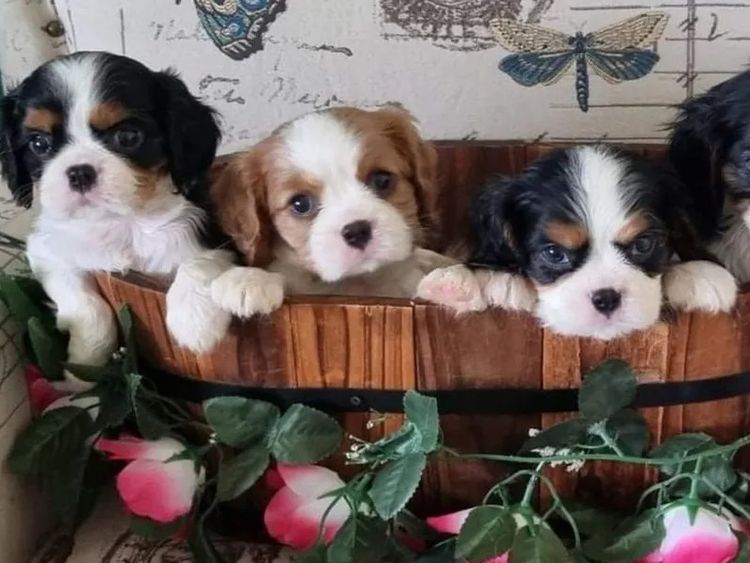 Cavluv Cavaliers