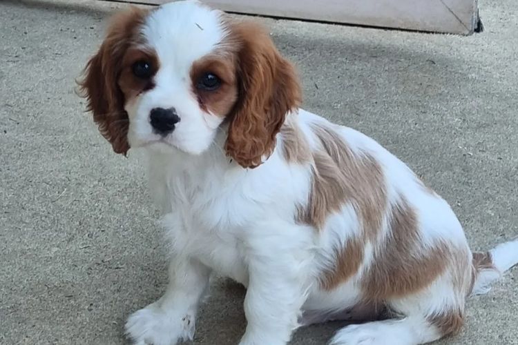 Cavluv Cavaliers