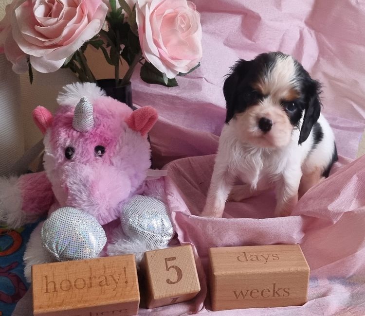 Cavluv Cavaliers