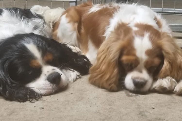 Cavluv Cavaliers