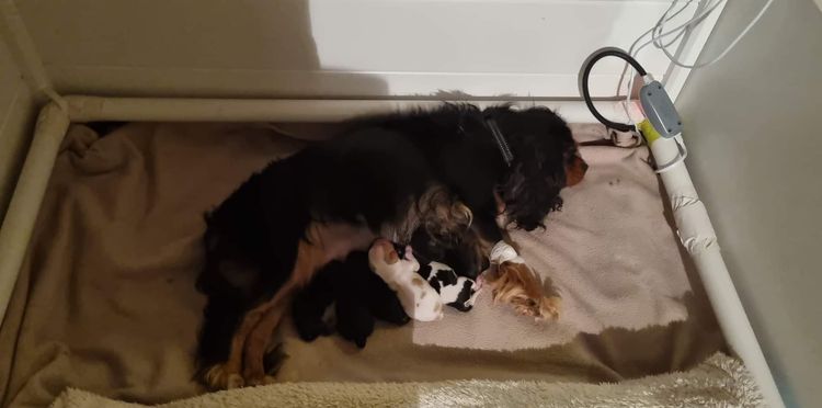 Cavluv Cavaliers