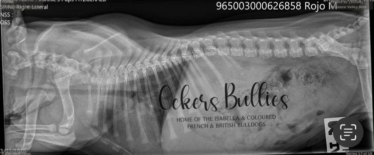 Ockersbullies French Bulldogs