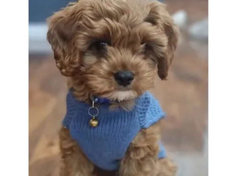 Canine Country Co. - Cavoodle