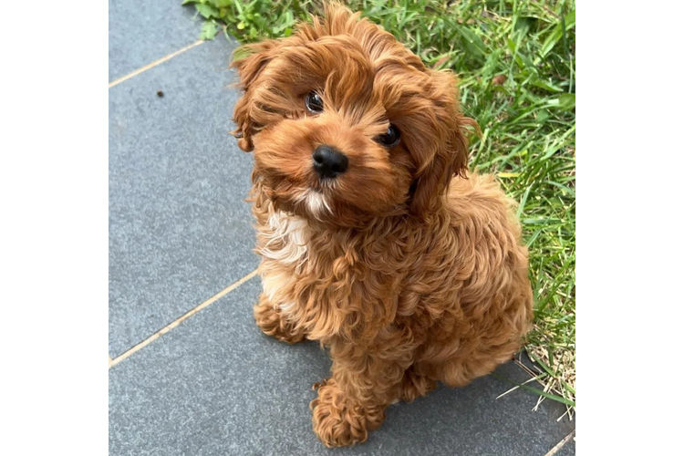 Canine Country Co. - Cavoodle