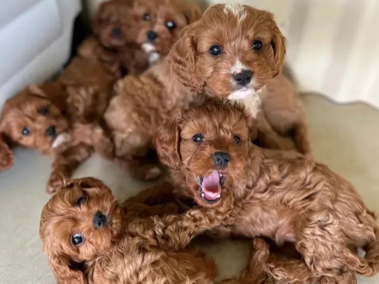 Canine Country Co. - Cavoodle