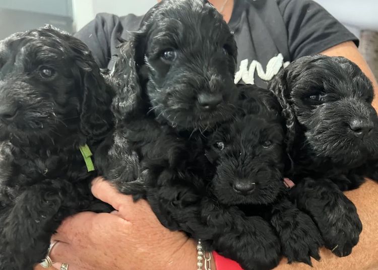 Pineway Puppies - Spoodles