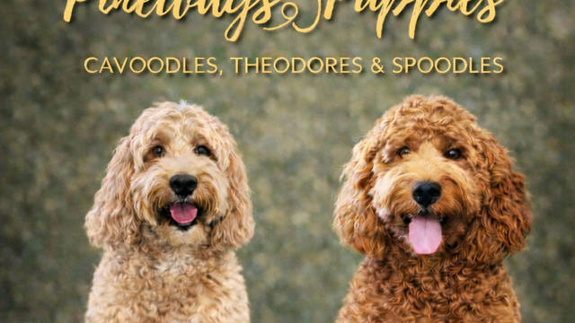 Pineway Puppies - Spoodles