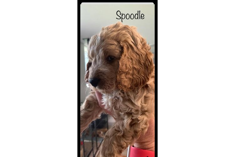 Pineway Puppies - Spoodles