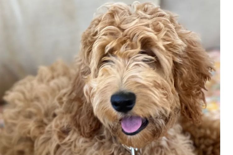 Pineway Puppies - Spoodles