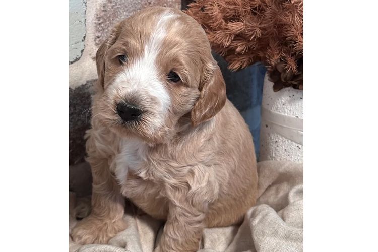 Pineway Puppies - Spoodles