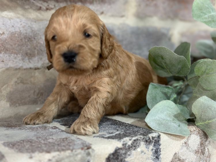 Pineway Puppies - Spoodles
