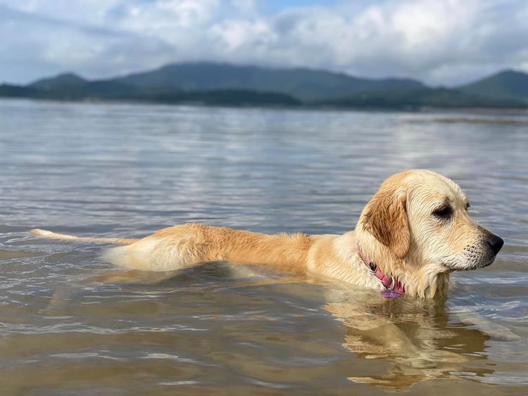Alleliza Pedigree Golden Retrievers