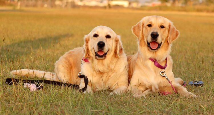 Alleliza Pedigree Golden Retrievers