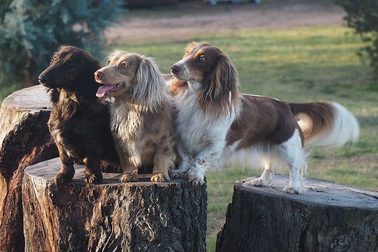 Digger Dachshunds