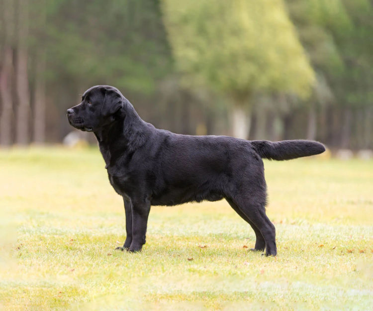 Loumaya Labradors