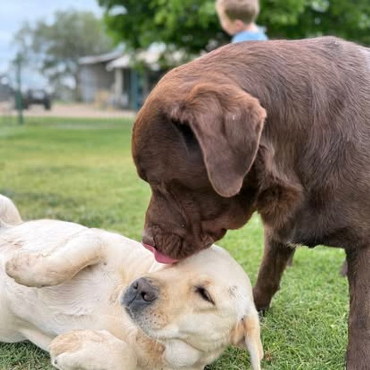 Loumaya Labradors