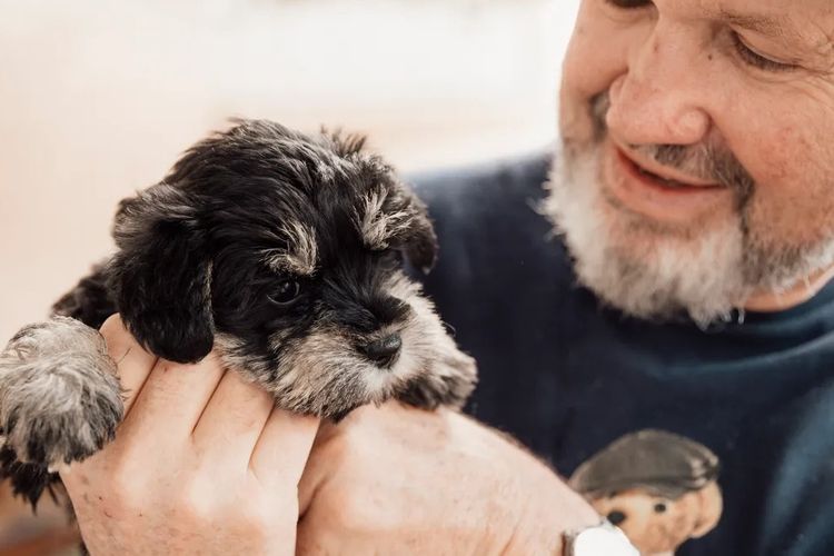 MiriCol Paws Schnauzers
